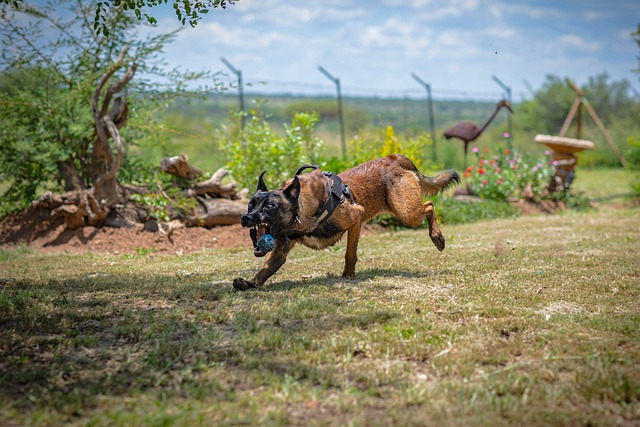 A fawn-coloured Belgian Malinois with a distinct black mask, highlighting the breed's standard appearance. (belgian malinois brindle)