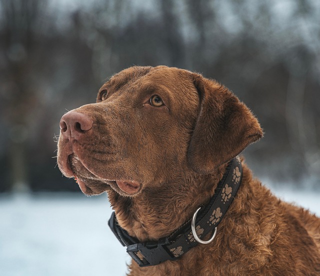 A focused bird dog, perhaps a Pointer or Setter, with an alert expression, highlighting the importance of a name that commands attention. (naming your hunting dog)