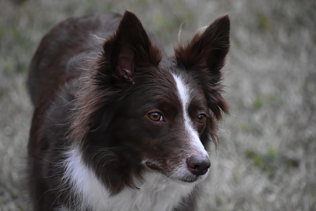 A focused Border Collie in mid-leap during an agility competition