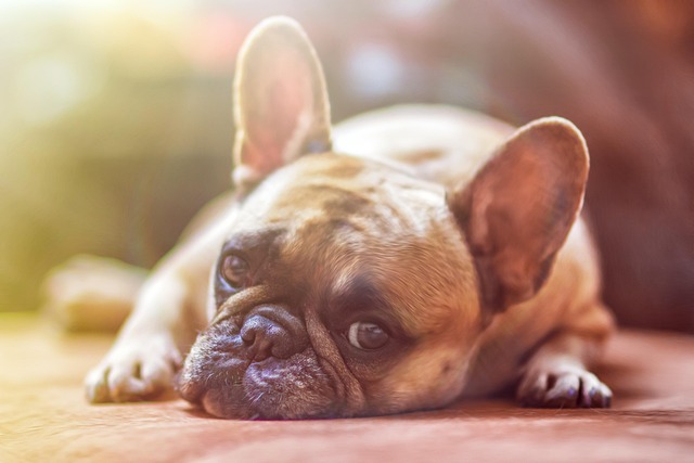 A French ton dog with a brindle coat and expressive eyes