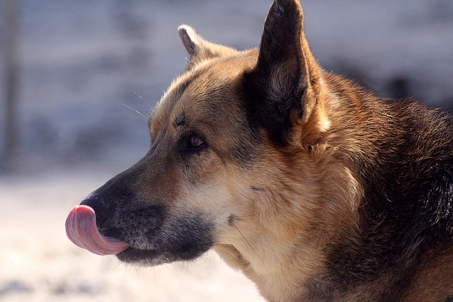 A German Shepherd mix attentively listening to a command during a training session.