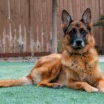 german shepherd mix dog
