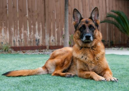 german shepherd mix dog