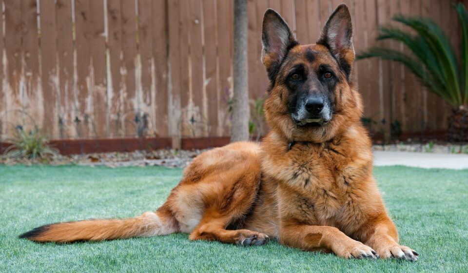german shepherd mix dog