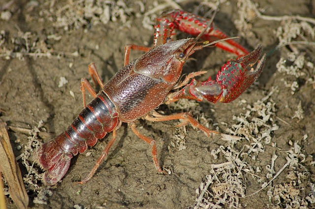 A ghost shrimp struggling to shed its exoskeleton, illustrating a potential molting issue