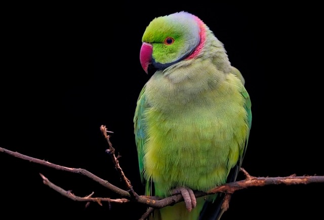 A green parakeet chewing on a destructible toy in its cage.