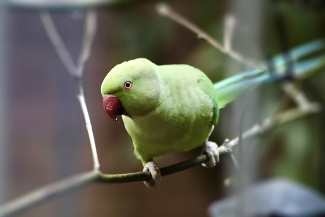 A green parakeet in a naturalistic setting, perched on a branch with lush foliage.
