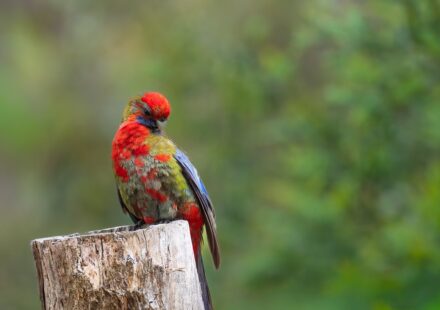 green parakeet perched