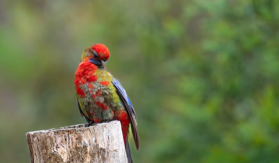 green parakeet perched