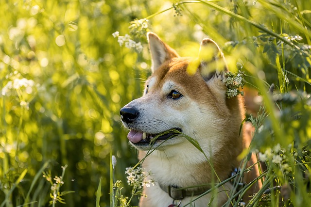 A happy dog wearing a red Top Paw harness on a park trail