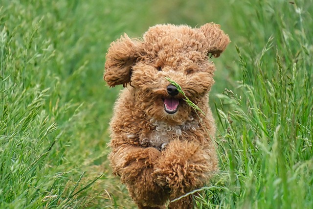 Historical illustration of a poodle used for hunting, showing early clipped coat (poodle with poodle cut)