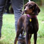 hunting dog name inspiration