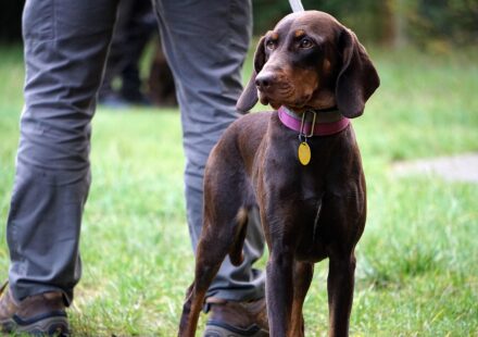 hunting dog name inspiration
