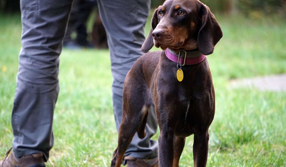 hunting dog name inspiration