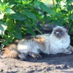 low shedding cat breeds