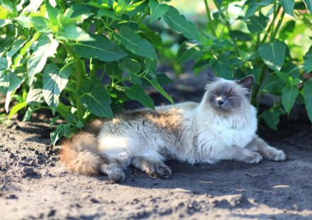 low shedding cat breeds