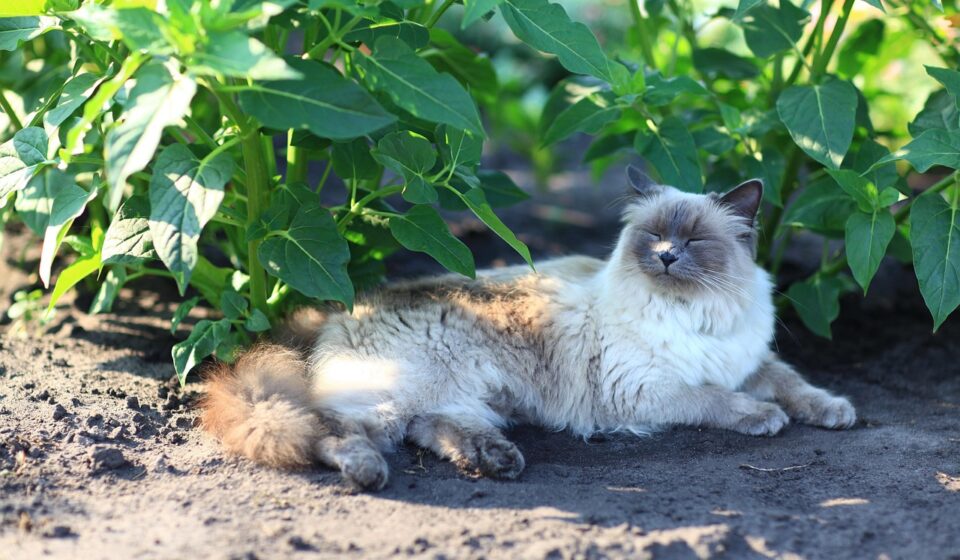 low shedding cat breeds