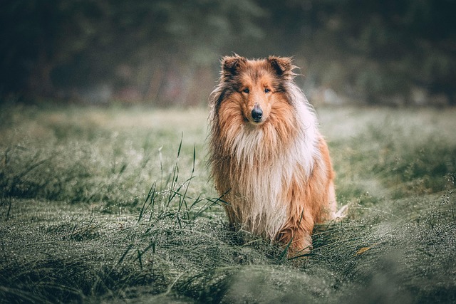 A majestic Rough Collie with a long, flowing coat standing proudly (types of collies)
