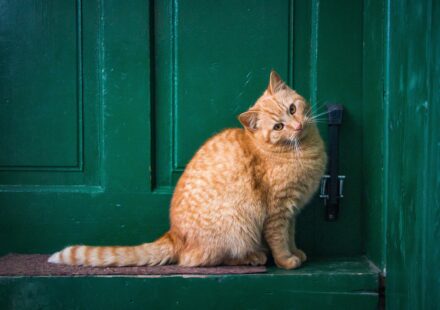 manx cat sitting