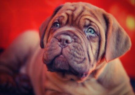 mastiff breeds comparison