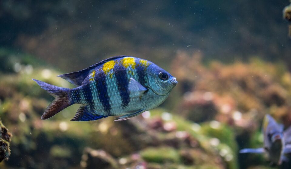 otocinclus aquarium