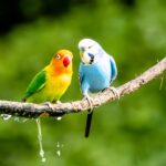 Parakeets for Sale: Your 2026 Guide to Finding a Feathered Friend