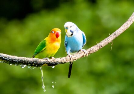 Parakeets for Sale: Your 2026 Guide to Finding a Feathered Friend