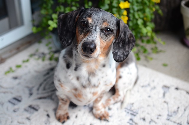 A person brushing a Dachshund mix dog's coat
