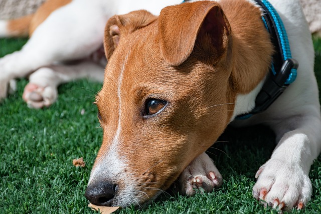A person teaching a Russell Terrier mix dog a new trick using positive reinforcement