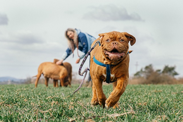 A person training a French ton puppy using positive reinforcement with a treat