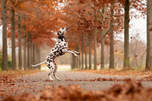 A playful Dalmatian mix puppy sitting on grass