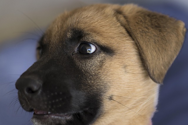 A playful German Shepherd mix puppy with a Golden Retriever, looking curious.