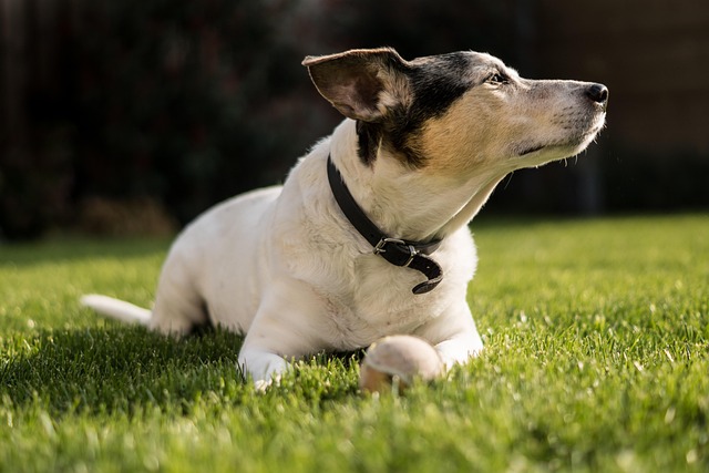 A playful Jack Russell Terrier mix dog interacting with a child (russell terrier mix dogs)