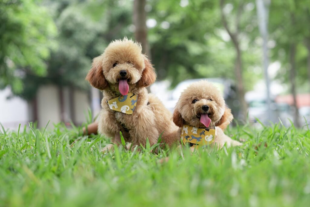 poodle continental cut