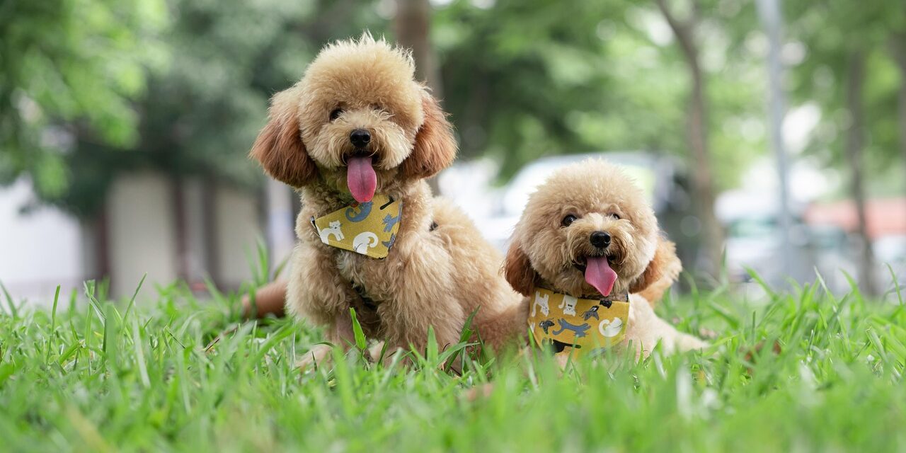 poodle continental cut