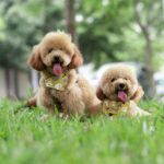 poodle continental cut