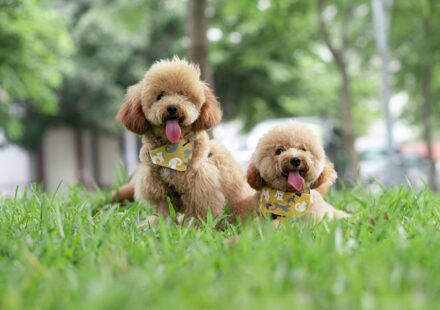 poodle continental cut