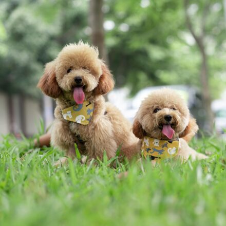 poodle continental cut