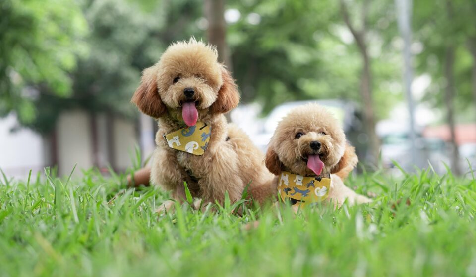poodle continental cut