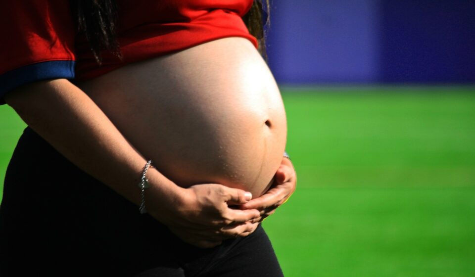 pregnant dog belly