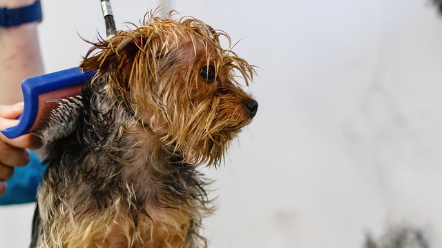 Professional groomer expertly clipping a poodle's fur