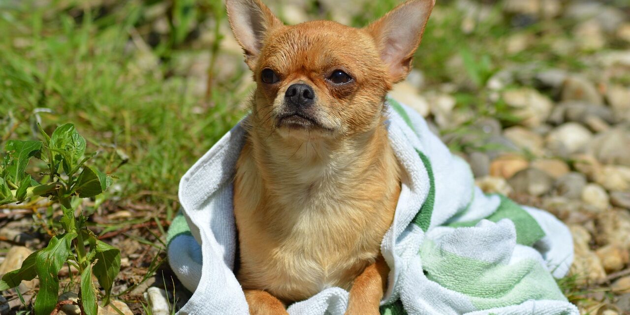 pug chihuahua mix puppy