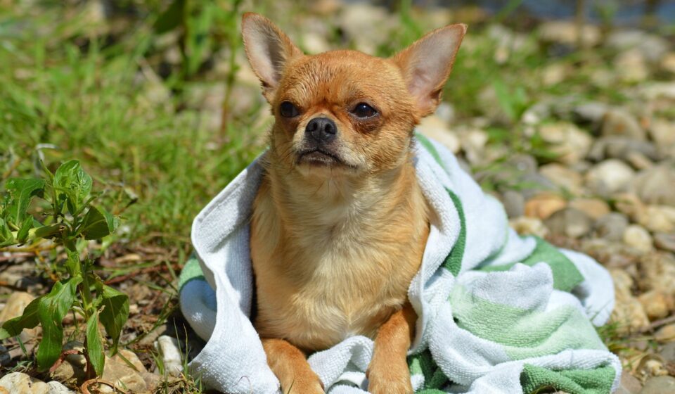 pug chihuahua mix puppy