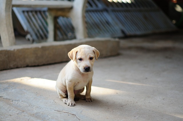 Puppy receiving rabies vaccination