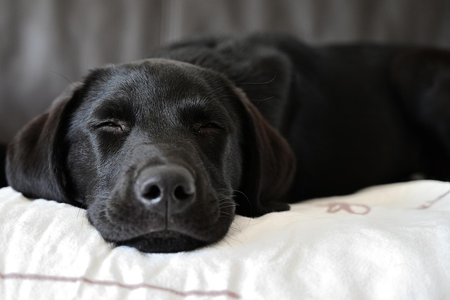 Puppy resting after vaccination