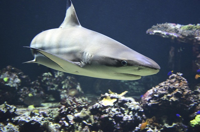 A red tail shark eagerly eating sinking food pellets from the aquarium substrate
