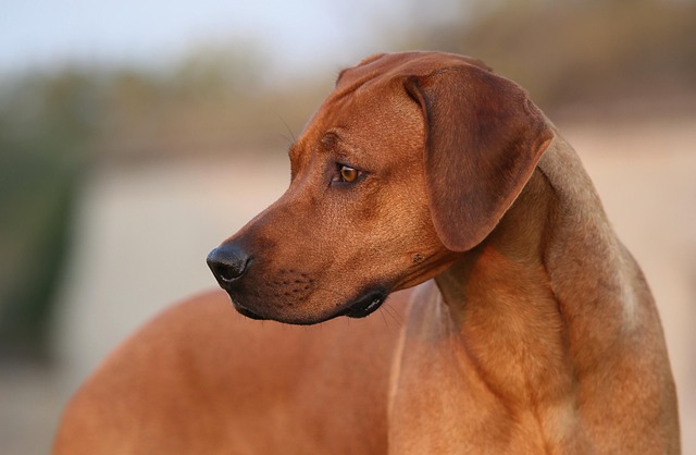 Rhodesian Ridge back dog sitting calmly beside its owner
