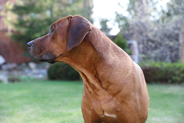 Rhodesian Ridge back dog with a visible ridge on its back