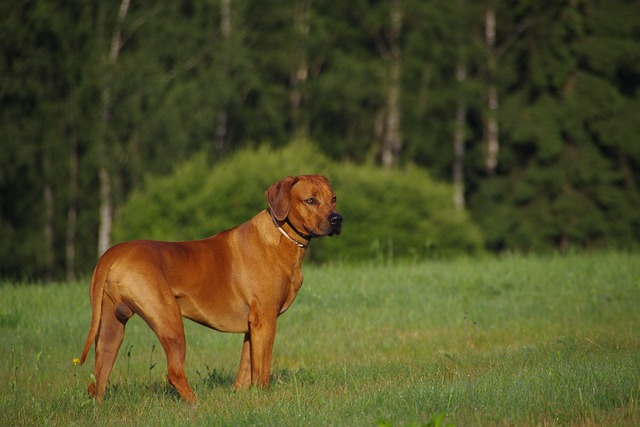 Rhodesian Ridge back puppy being introduced to a calm adult dog