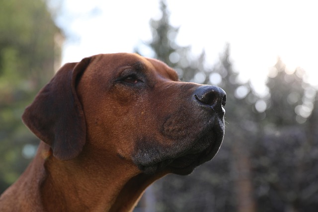 A Rhodesian Ridgeback calmly observing its surroundings in a garden